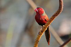 Crimson Finch